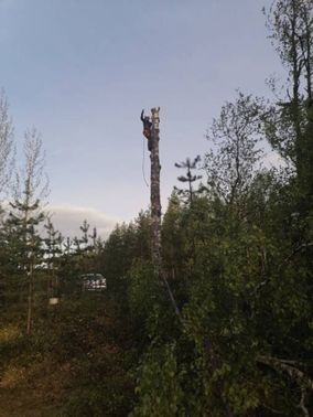 Metsuri kaataa puuta kiipeämällä